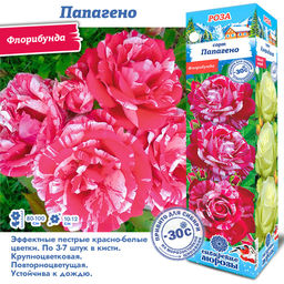 Роза Папагено (Флорибунда) 1шт