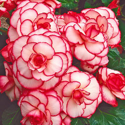 БЕГОНИЯ Пикоти Вайт/Рэд Разбор 5/6 Кол-во упак., шт 3