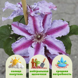 Клематис Тюдор - Долина роз фото 7