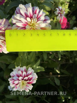 Цинния махровая Барышня-крестьянка Малиновый Щербет - Партнер фото 6