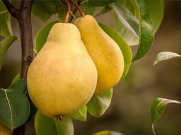 Груша Киффера