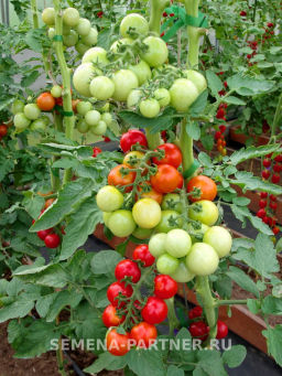 Томат Черрибомба - Партнер фото 4