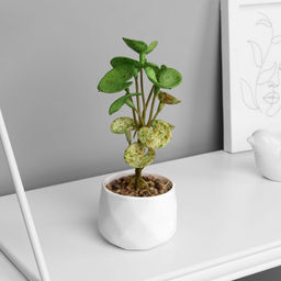 Искусственный цветок в горшке Пеперомия люкс (мягкий лист), 13?6 см, МИКС