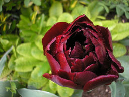 Тюльпан Antraciet (Антрацит) - Долина роз фото 2