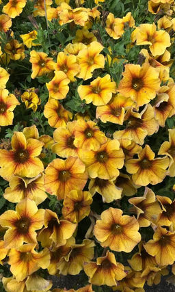 Петхоа КАЛИБЁРСТ ЕЛЛОУ F1 Такого ещё не было! Гибрид петунии и калибрахоа! Уникальная новинка 2023 года!