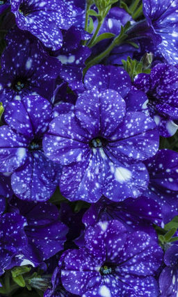 Петуния ДОТ СТАР ДАРК ВАИЛИТ F1