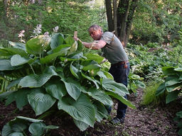 Хоста Т Рекс - Долина роз фото 3