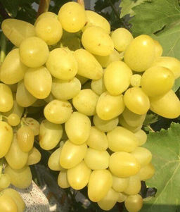 Виноград Лора (коробка) 1шт