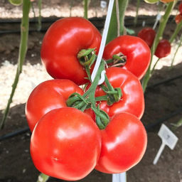 6245U Томат Рафинад F1 5шт