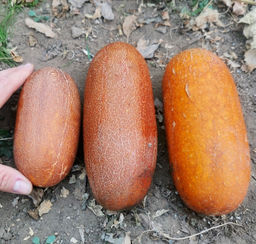 Огурцы Аксельские от Помидома - Дом помидоров фото 6