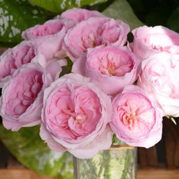 Роза Майра Роуз