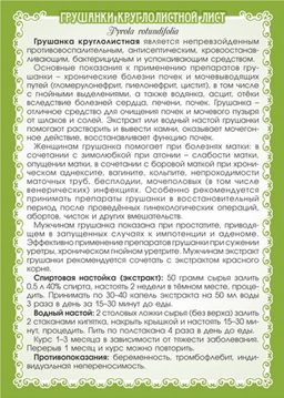 Грушанка круглолистная (лист) - Мариславна фото 3