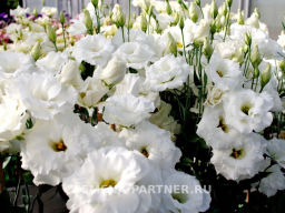 Эустома срезочная махровая молочно-белая Мадам Лорен - Партнер фото 6