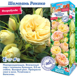 Роза Шампань Рококо (Флорибунда) 1шт