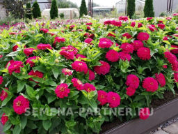 Цинния георгиновидная Фэнтези Византийская Фуксия - Партнер фото 7