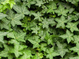 Плющ обыкновенный Чикаго