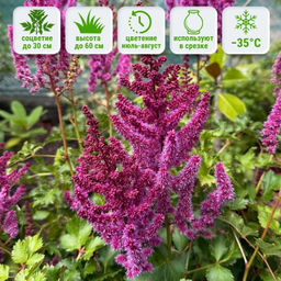 Астильба Пепл Рейн