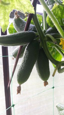 Огурец СИБИРСКАЯ ГИРЛЯНДА F1  Уникальный! Новейший гибрид с невероятной урожайностью! Плодоносит до морозов! До 400 огурчиков с куста! - Уральский дачник фото 5