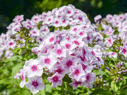 Флокс метельчатый Граф Цеппелин