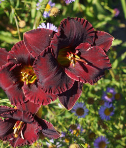 Лилейник Black Velvet Baby (Гофрированный) - Голландские луковицы фото 2