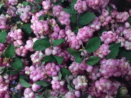 Снежноягодник округлый Мэджикал Берри Крисмас С5