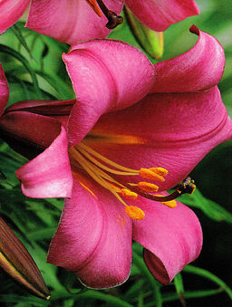 ЛИЛИЯ Пинк Перфекшн Разбор 12/14 Кол-во упак., шт 5