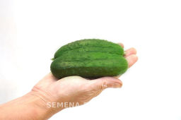 Огурец пчелоопыляемый Виорел - Партнер фото 3