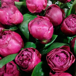 Пион Ред Сара Бернар