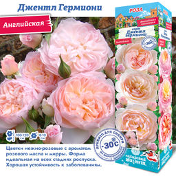 Роза Джентл Гермиони (Английская) 1шт