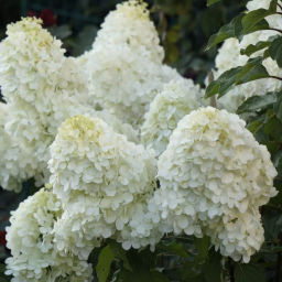Гортензия метельчатая "Polar bear" ("Полар бир") 2х-лет