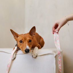 Набор Ромбы, застёжка - фастекс, поводок 2 м и ошейник 28-46 см - Пушистое счастье фото 4