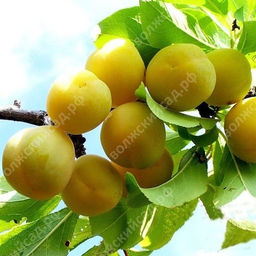 392b998e71f48366c5040091597037e43vujt31h2rfm03rrof