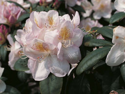 Рододендрон Gomer Waterer (Гомер Ватерер) - Долина роз фото 7