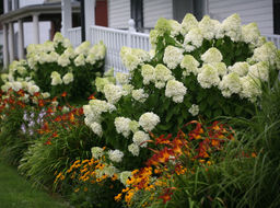 Гортензия метельчатая Лаймлайт - Долина роз фото 3