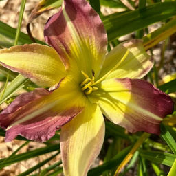 Лилейник Майк Рид - Долина роз фото 3