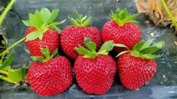 Клубника Арианна А 10шт/пучок