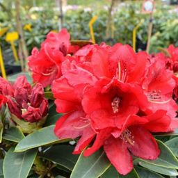 Рододендрон Брисанз