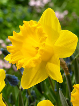 НАРЦИСС Датч мастер Разбор 12/14 Кол-во 
 упак., шт 8