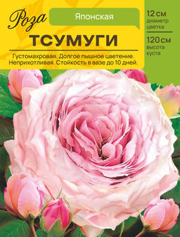 Роза Тсумуги (Японская) С ЦВ.НАКЛЕЙКОЙ 1шт