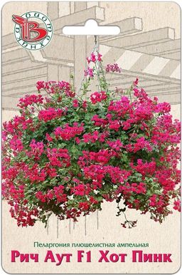 Пеларгония плющелистная ампельная Рич Аут F1 Хот Пинк