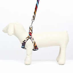 Комплект амуниции двухслойный, размер L, поводок 120 х 2 см, ОШ 31-45 см , ОГ 35-52 см, разноцветный - Пижон фото 2