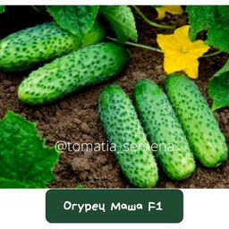 Огурец МАША F1