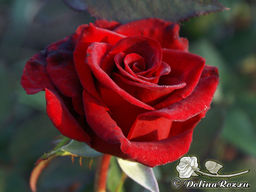 Роза Черная Магия - Долина роз фото 6