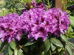 Рододендрон Азурро (Azurro)