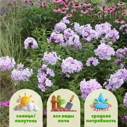 Флокс метельчатый Франс Шуберт - Долина роз фото 2