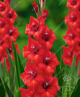 ГЛАДИОЛУС Тинеке Разбор 10/12 Кол-во упак., шт 10