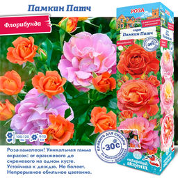 Роза Памкин Патч (Флорибунда) 1шт