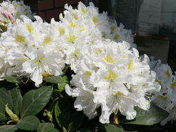 Рододендрон Cunninghams White (Каннингемс Уайт) - Долина роз фото 3