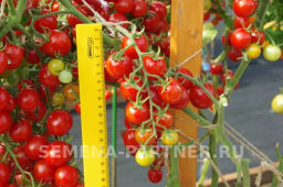 Томат Шоу Мен - Партнер фото 4