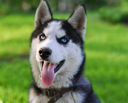 Картина по номерам на холсте и подрамнике 40х50 см